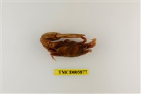 藏品(弧邊管招潮蟹)的圖片